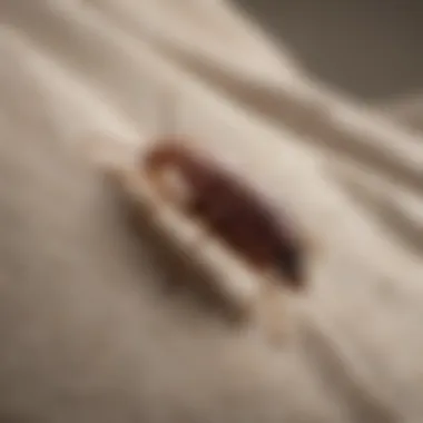 Close-up of bed bugs on a fabric surface