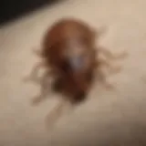 Close-up of bed bug on fabric