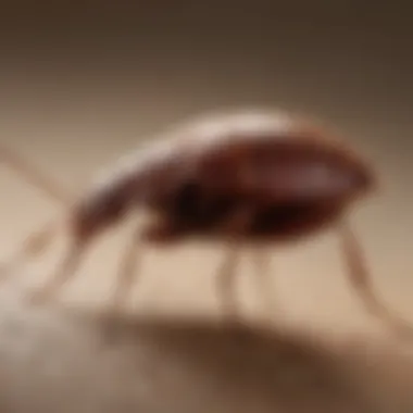 Differentiating Bedbug Bites Visual comparison of bedbug bites and bites from other insects.