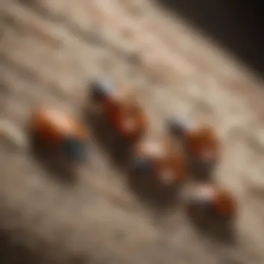 Illustration of carpet beetle lifecycle