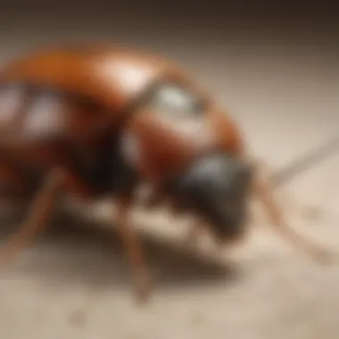 Professional Application of Pheromone Traps Professional pest control using pheromone traps