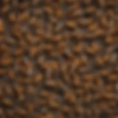 Behavioral Patterns of Delta Termites Illustration of delta termite behavior in their habitat