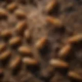 Close-up view of delta termite identification features