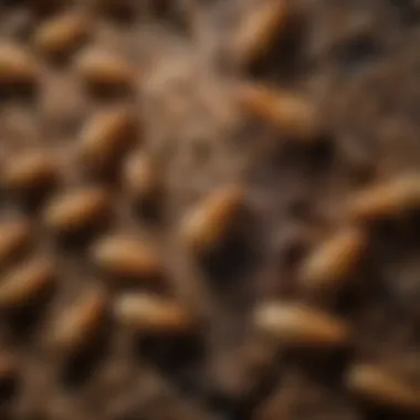 Identifying Features of Delta Termites Close-up view of delta termite identification features