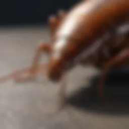Close-up of German cockroach on a surface