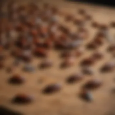Variety of cockroach baits on a table