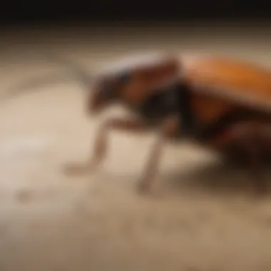 Detailed illustration of a sticky trap with effective adhesive for German cockroaches