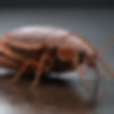 Effective pest control measures against cockroaches