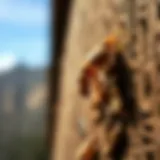 Understanding Hopper Termites in Mountain Homes of Arkansas Introduction