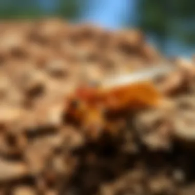 Notable Understanding Hopper Termites in Mountain Homes of Arkansas