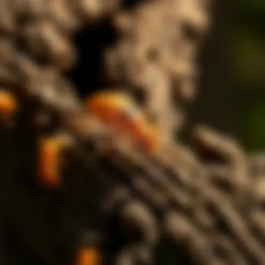 Understanding Hopper Termites in Mountain Homes of Arkansas Summary