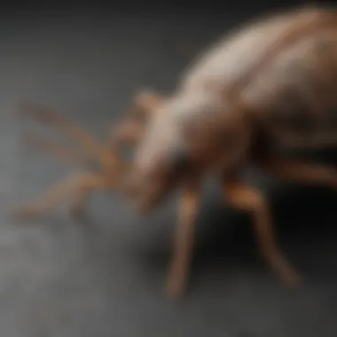 Common pests found in Ithaca homes