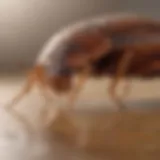 Close-up view of bed bug life cycle stages