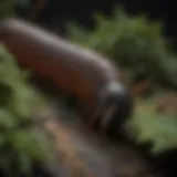 Close-up of a millipede on a leaf