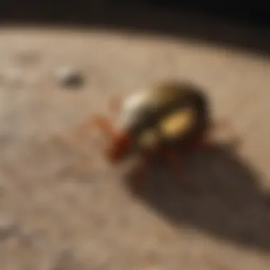 Choosing the right bug bomb