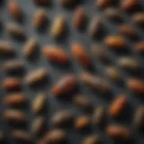 A close-up of various pests found in homes.