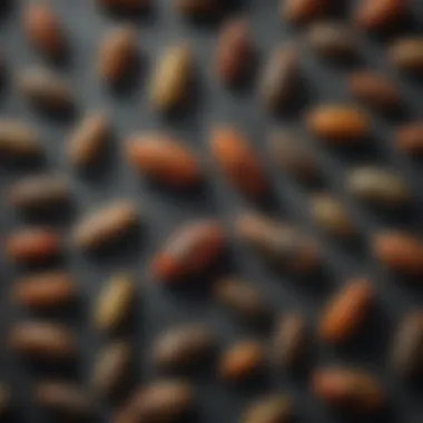 A close-up of various pests found in homes.