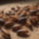 A close-up view of common pests in Oklahoma City, including termites and cockroaches.