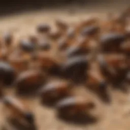 A close-up view of common pests in Oklahoma City, including termites and cockroaches.