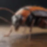 Detailed close-up of a common household pest