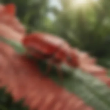 Close-up of a red pest species on a leaf