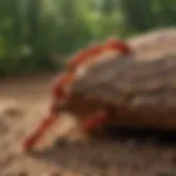 Close-up view of red termites in their natural habitat