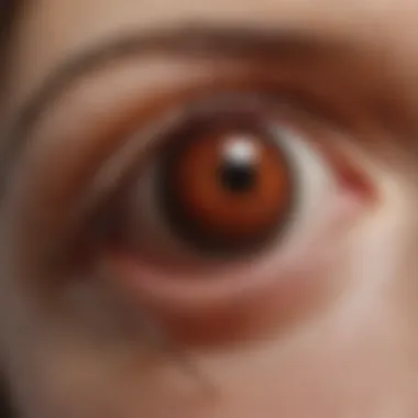 Illustration of common spider bite symptoms