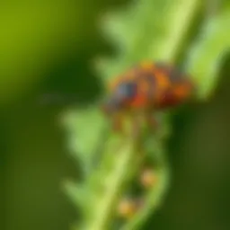 Understanding Stink Bugs: Repellents and Deterrents Introduction