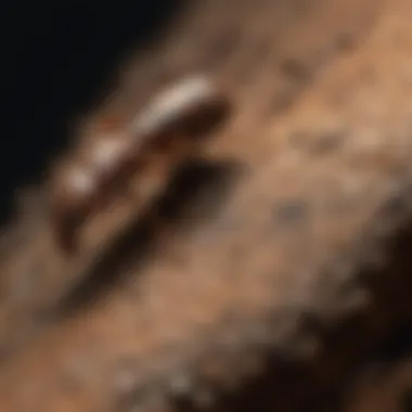 Different types of nocturnal termites