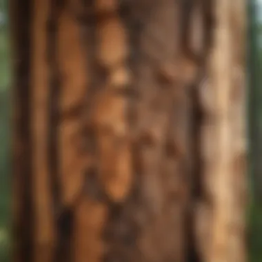 Close-up view of termite damage on a pine tree