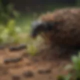 A close-up view of a thriving ant colony in its natural habitat