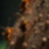Understanding the Causes of Stink Bug Infestations Introduction
