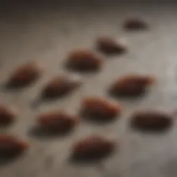 Close-up view of cockroach droppings on a surface