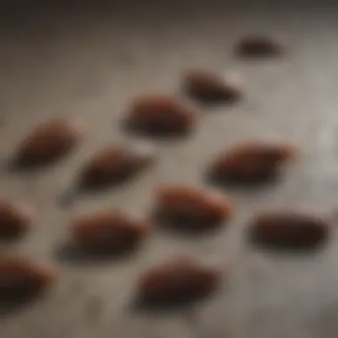 Cockroach Droppings Overview Close-up view of cockroach droppings on a surface