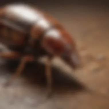 Preventive Measures Against Infestation Preventive measures against rodent and cockroach infestations