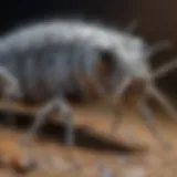 Close-up view of a silverfish in its natural habitat