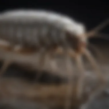Effective silverfish control methods displayed