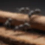 A close-up view of carpenter ant workers on a wooden surface