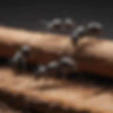 Close-Up of Carpenter Ant Workers A close-up view of carpenter ant workers on a wooden surface