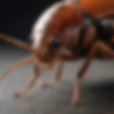 Close-up of cockroach biology and behavior