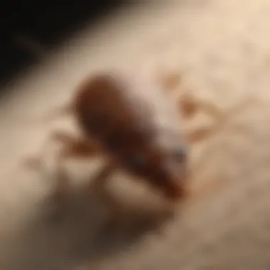 Close-up of bed bug on fabric