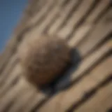 Close-up view of a wasp nest in a roof gutter