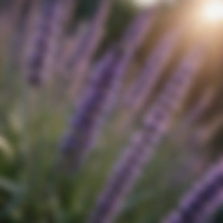 Close-up of lavender flowers with pest repellent properties