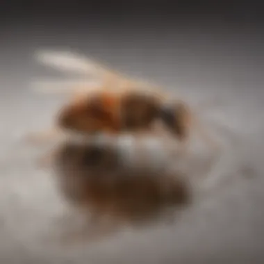 Effective Application Techniques for Borax Application methods of Borax for termites