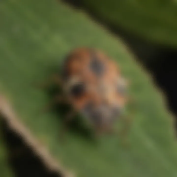 Close-up of a stink bug on a leaf